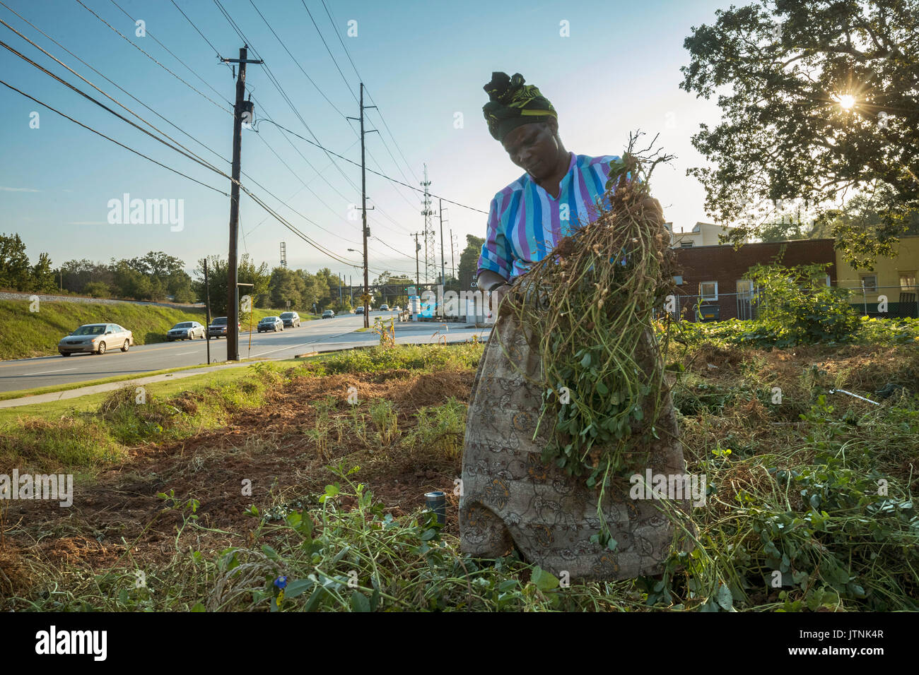 Haltet Hatungimana, schwingende Hacke und Jeanne Nyibizi Ernte Erdnüsse auf ein Grundstück in Decatur, GA. Sie sind Flüchtlinge aus Burundi und ihre Produkte durch globale Züchter verkaufen. Stockfoto