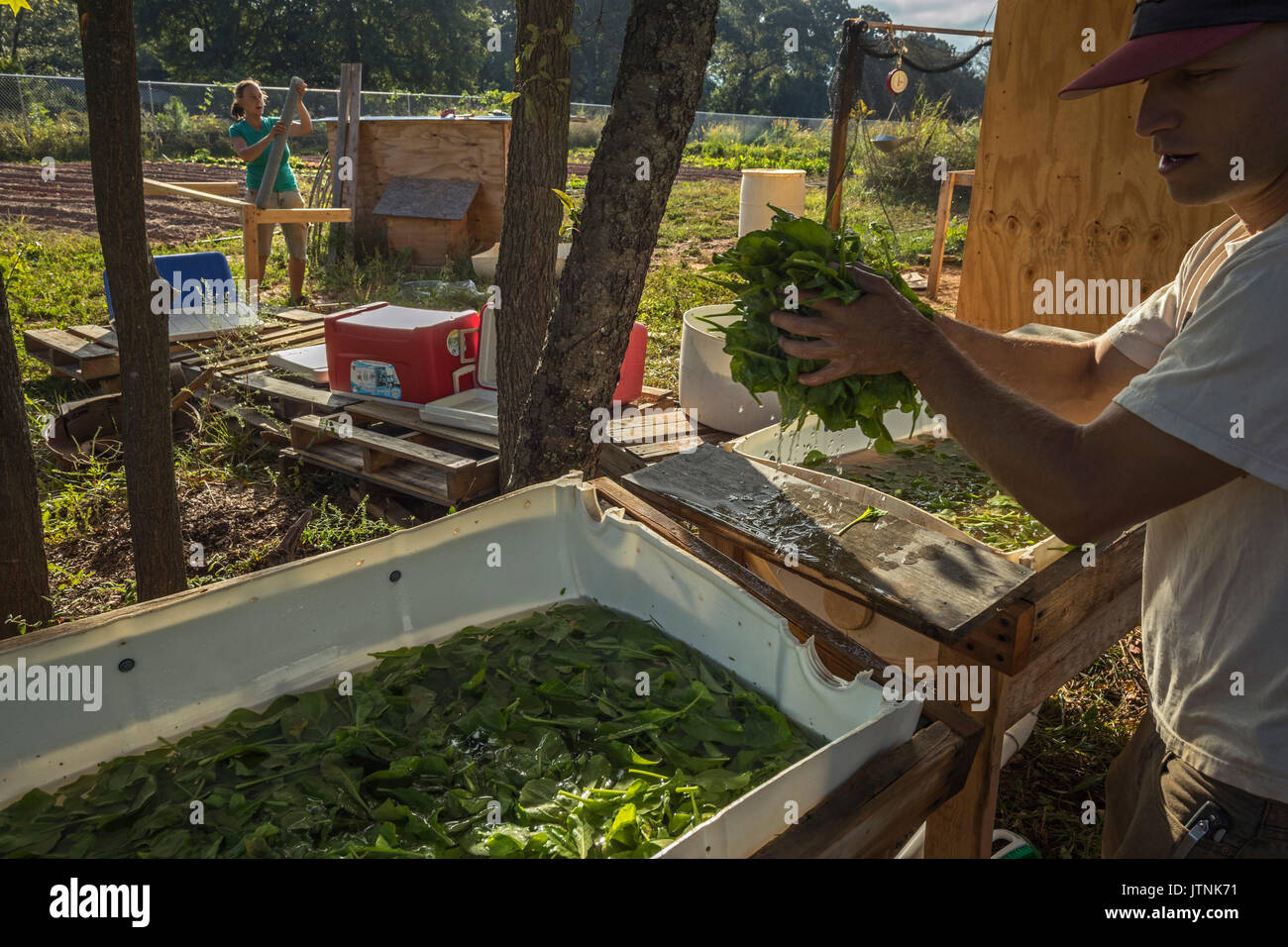 Aluma Farm, Atlanta, Georgia. Besitzer Andy Freeburg und Andrea Ness Ernte Rucola und weiße Rüben. Sie begannen die Farm im letzten Jahr und verkaufen zu lokalen Restaurants und an ihre eigene Nahrung stehen. Stockfoto