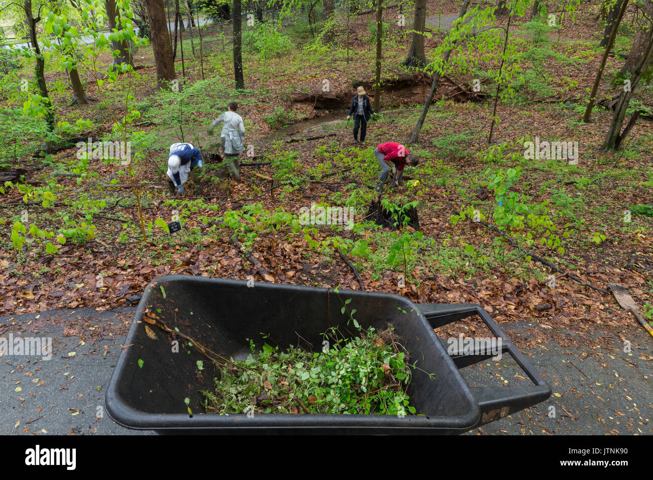 Freiwillige entfernen von invasiven Arten, Fernbank Wald, Atlanta, Georgia. Fernbank Wald ist ein 65 Hektar großen städtischen alte Piemont Wald in der Innenstadt von Atlanta, Georgia Stockfoto