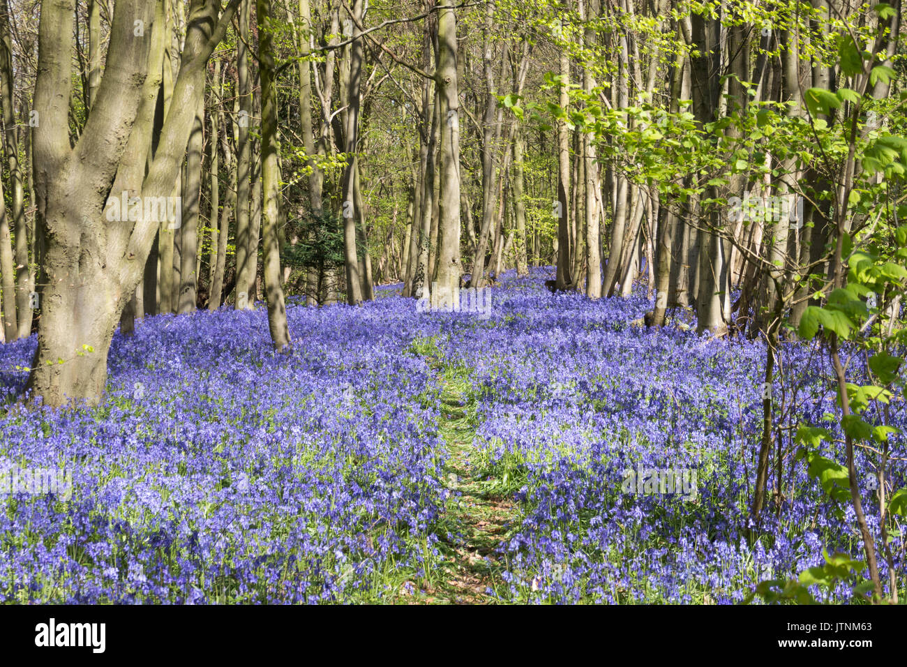 Bluebells Teppiche Deutsch Wald im Frühling Stockfoto