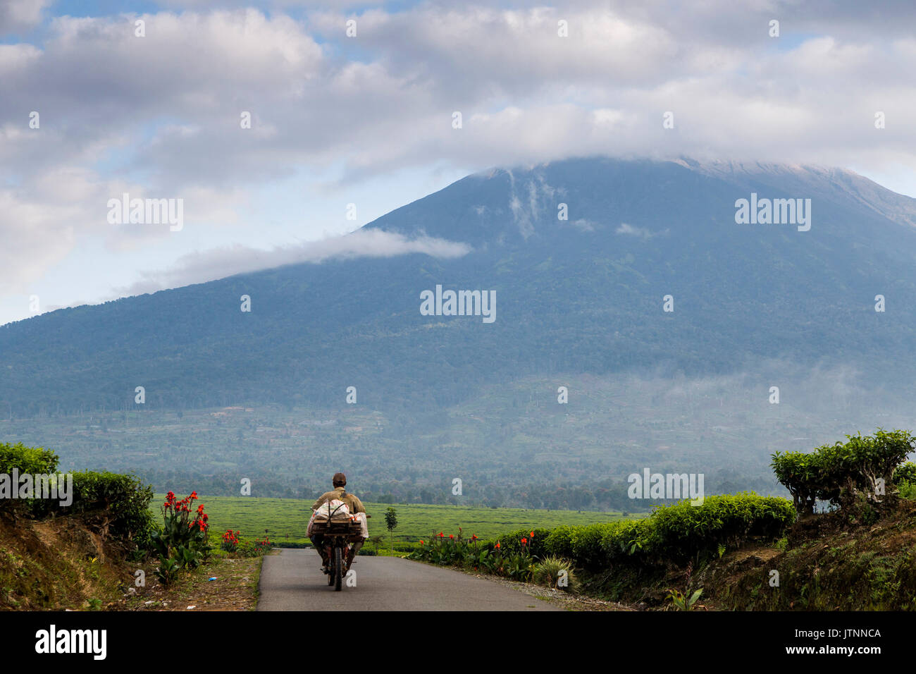 Ein Mann reitet eine kleine Motorrad mit einem Bündel von Produkten in einer engen Straße mit Tee Felder auf beiden Seiten und eine Wolke geladen, schneebedeckten Vulkan am Horizont. Kerinci Tal, Sumatra, Indonesien Stockfoto