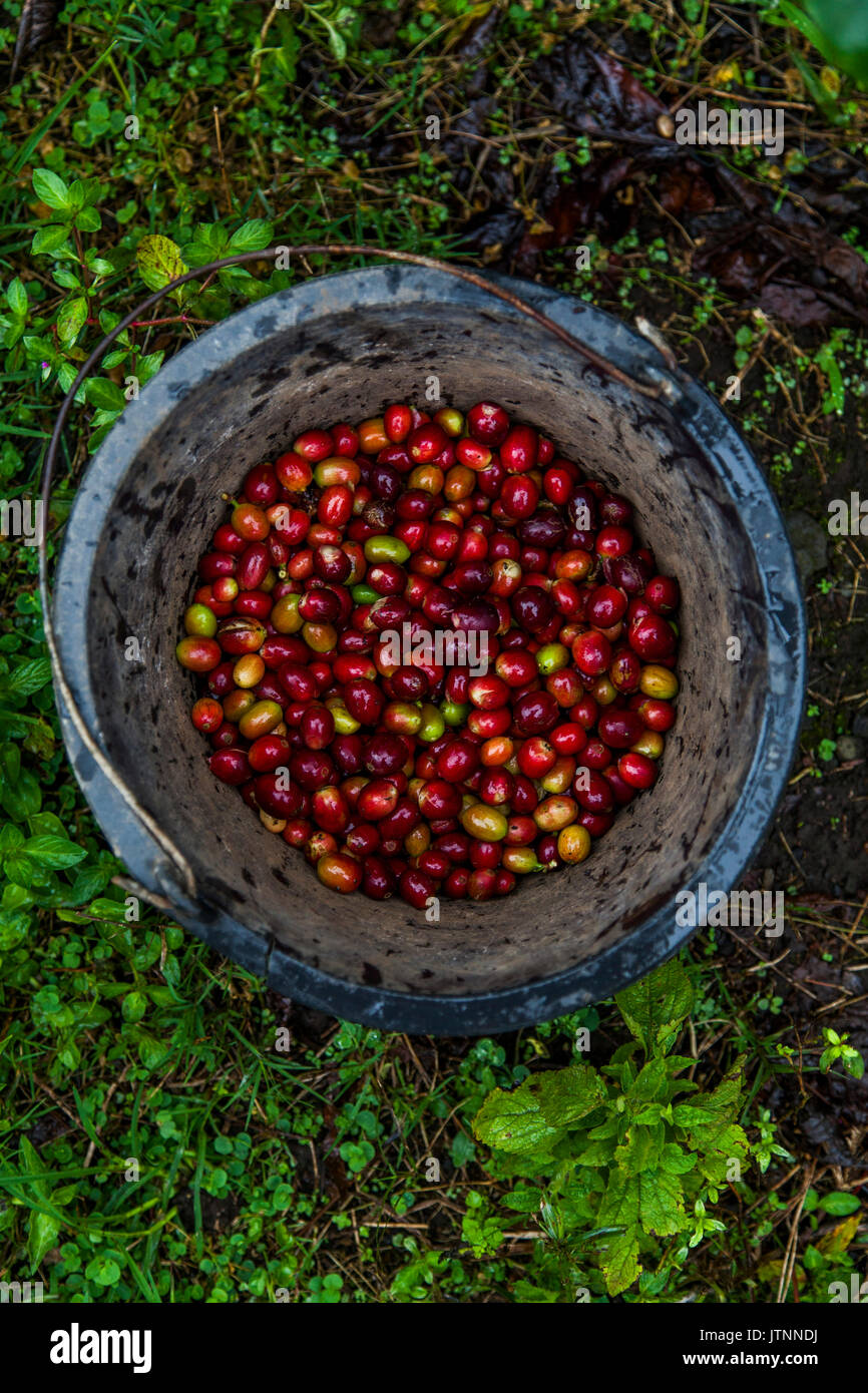 Red Kaffeebohnen in eine hölzerne Eimer geschossen von oben. Kerinci Tal, Sumatra, Indonesien Stockfoto