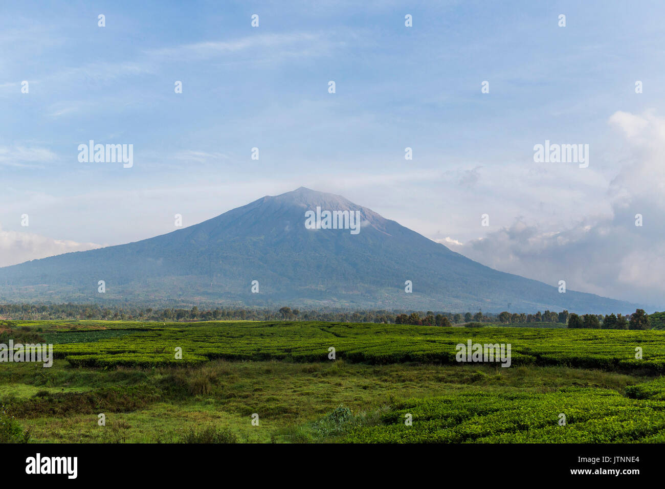 Große Kaffee Felder erstrecken sich über eine flache Tal auf der Basis eines Vulkans in der kerinci Tal, Sumatram Indonesien. Stockfoto
