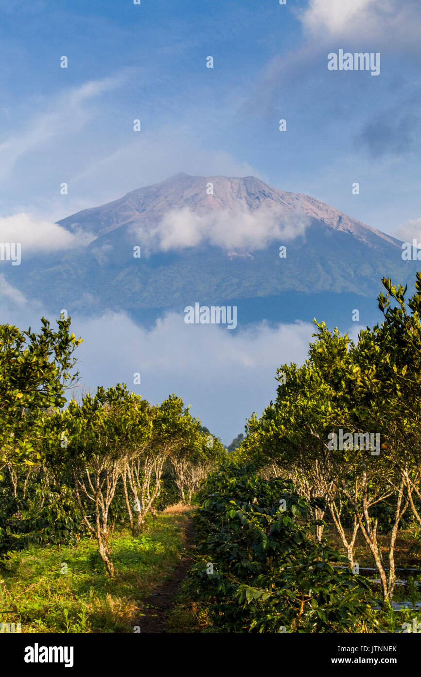 Lange Reihen von Kaffee Pflanzen wachsen unter der entfernten Hang eines Vulkans. Kerinci Tal, Sumatra, Indonesien Stockfoto