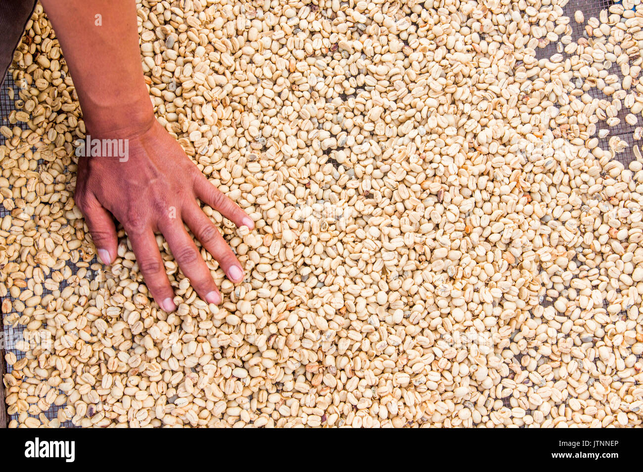Ein Mann legt seine Hand auf einer Etage der Trocknung Kaffeebohnen in einem Processing Facility Der kerinci Tal, Sumatra, Indonesien. Stockfoto