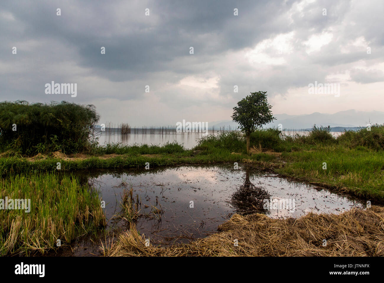 Ein Reisfeld Pool spiegelt einen Baum mit einem großen See im Hintergrund. Kerinci Tal, Sumatra, Indonesien Stockfoto