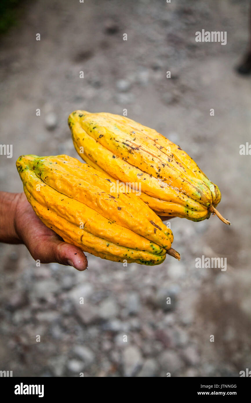 Zwei helle gelbe Kakao Früchte hielt mit einer Hand über einen Dirt Floor. Stockfoto