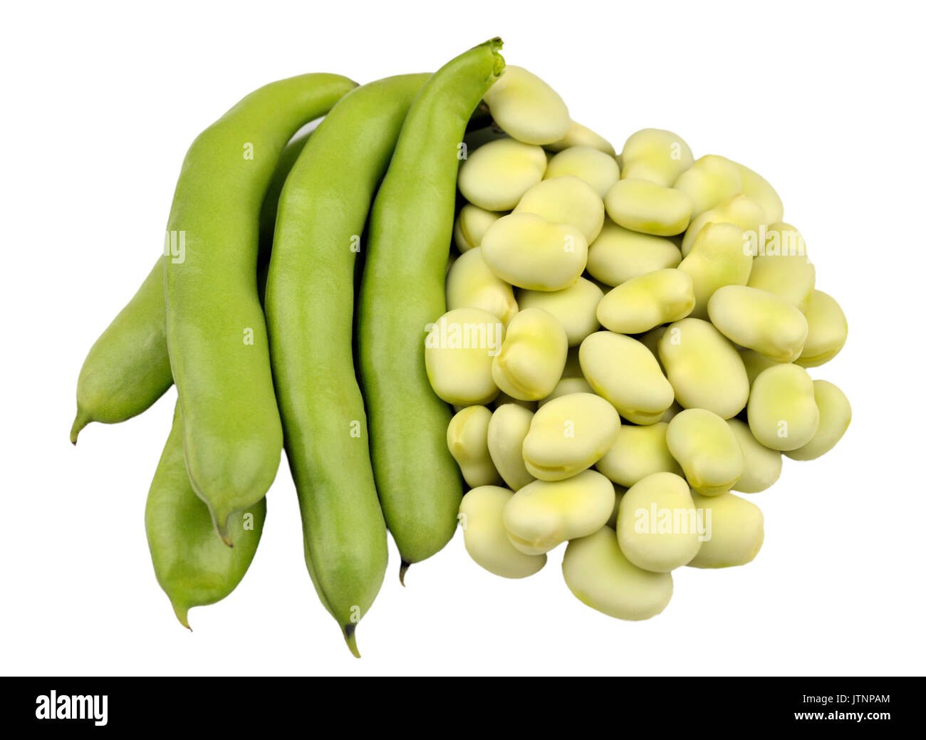 Frisch Bohnen geerntet, Vielzahl Witkiem Manita, Vicia Faba auch als Ackerbohnen, Fava, Bell, Pferd, Windsor, Taube und tic Bohnen bekannt. Isolierte o Stockfoto