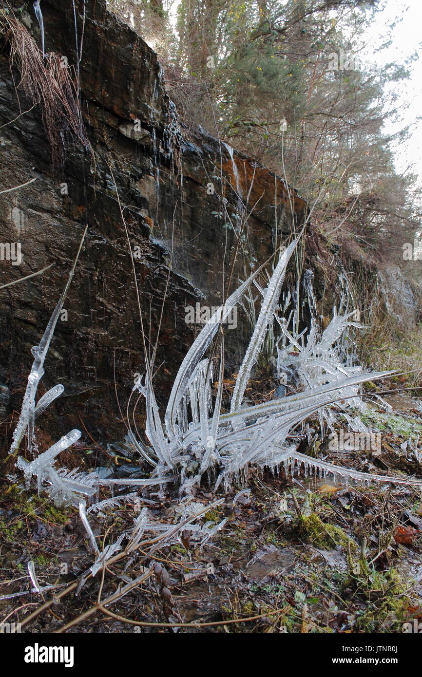 Frozen Pflanzen im Winter Eis Pflanzen Stockfoto