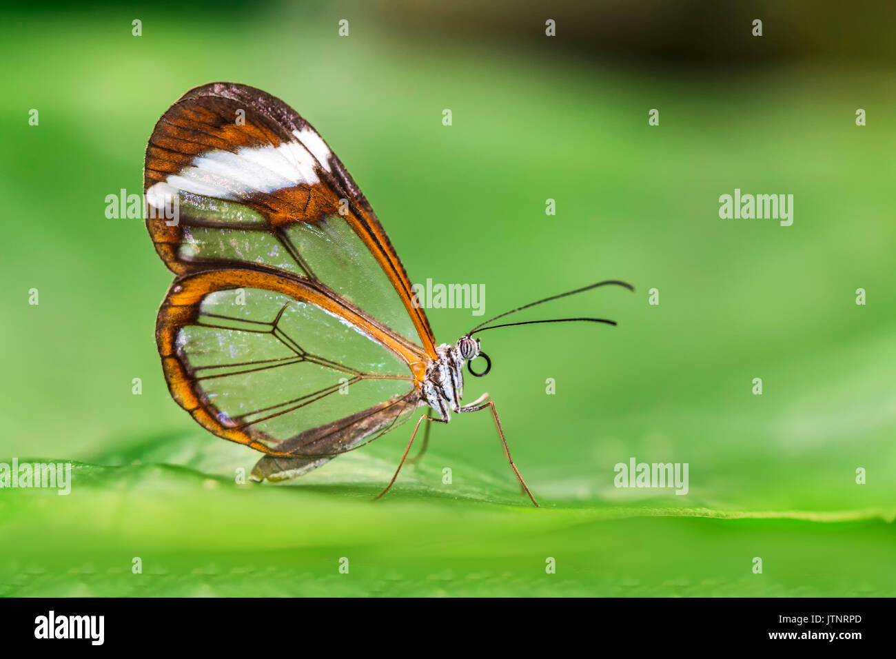 Schmetterling Greta Ota mit transparenten Flügel Stockfoto