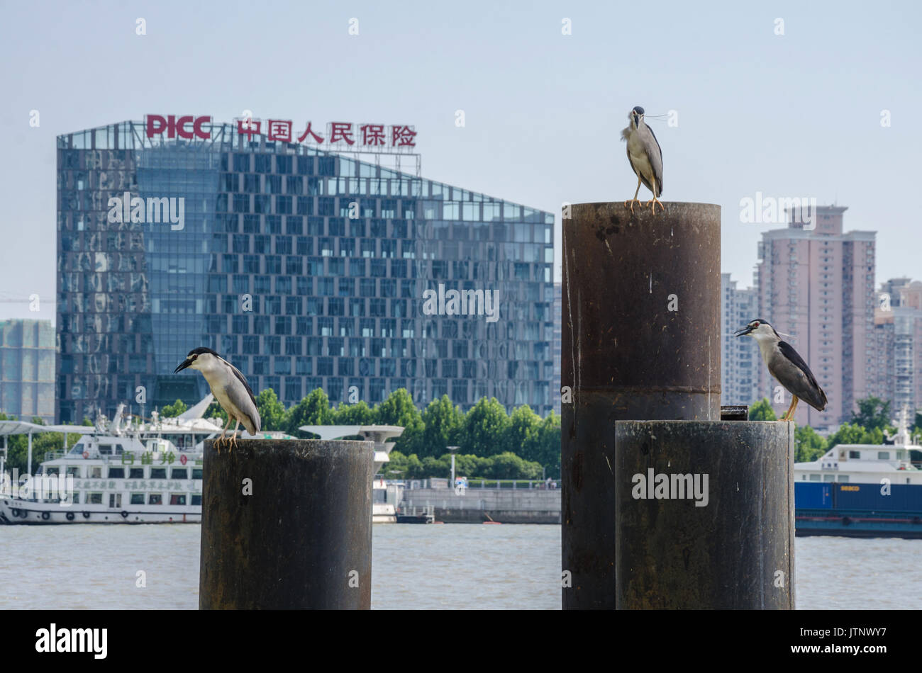 Reiher sitzen auf Säulen am Rande des Flusses Huangpu in Shanghai, China. Stockfoto