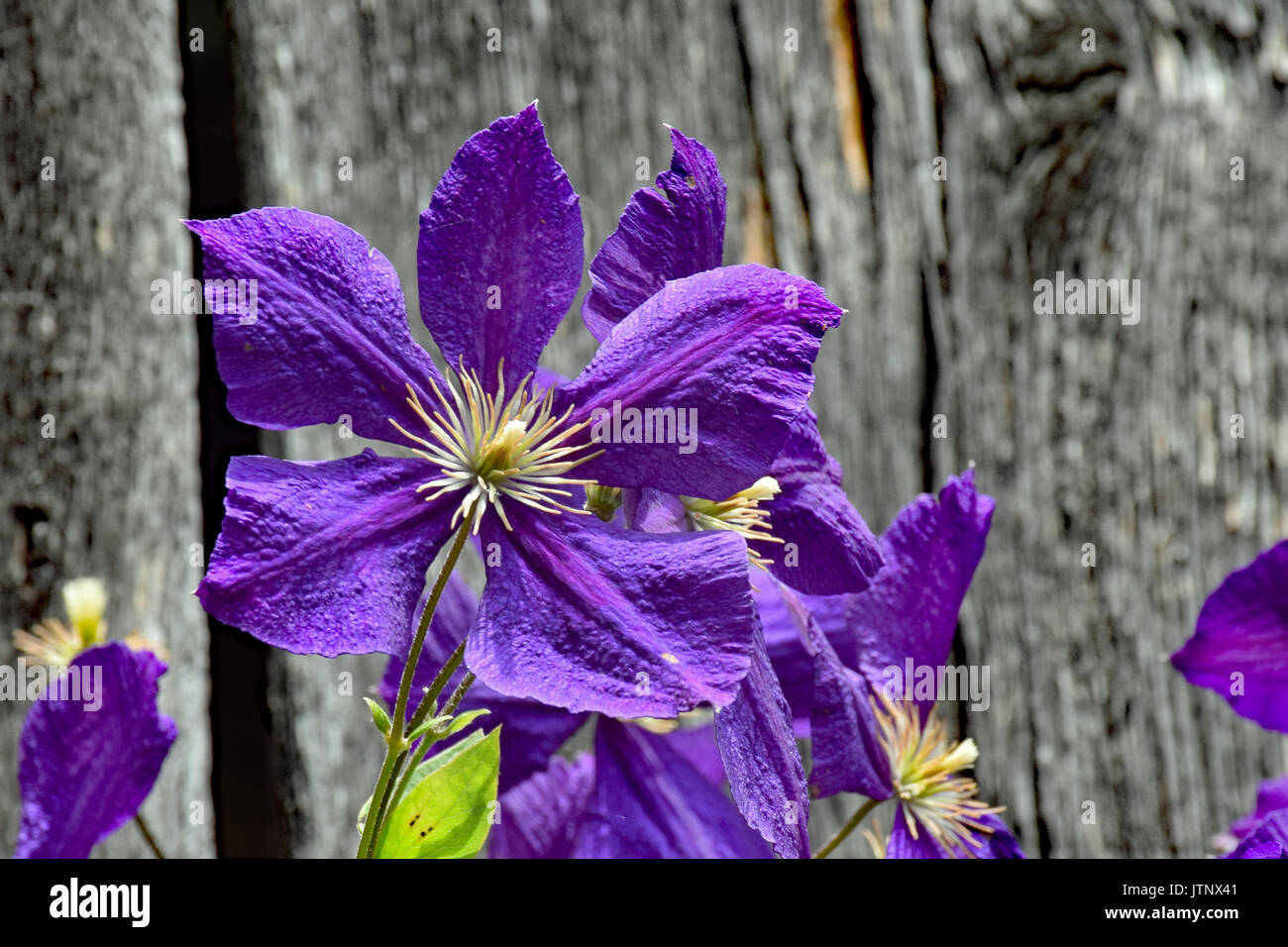 Clematis Stockfoto