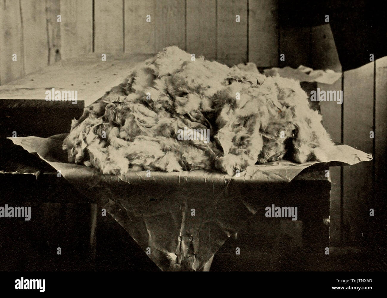 Fünf Pfund von Pelz, bereit zum ausgeblasen werden - Hutfabrik, ca. 1900 Stockfoto