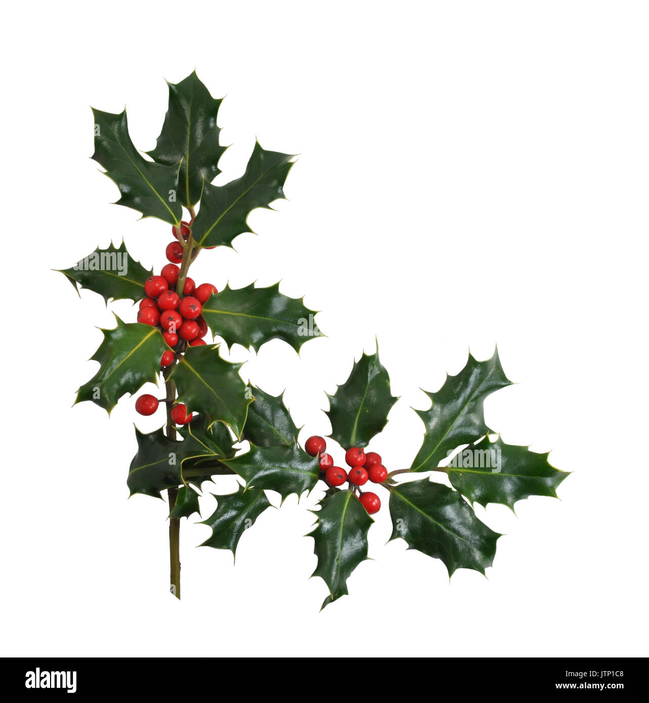 Weihnachten Holly Zweige und Beeren in eine Ecke oder Rand Design auf einem weißen Hintergrund Stockfotografie