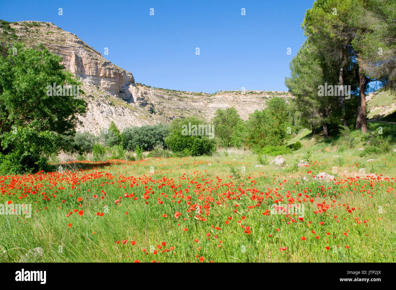 Mohnfeld. Hoz del Jucar, Provinz Albacete, Kastilien-La Mancha, Spanien. Stockfoto