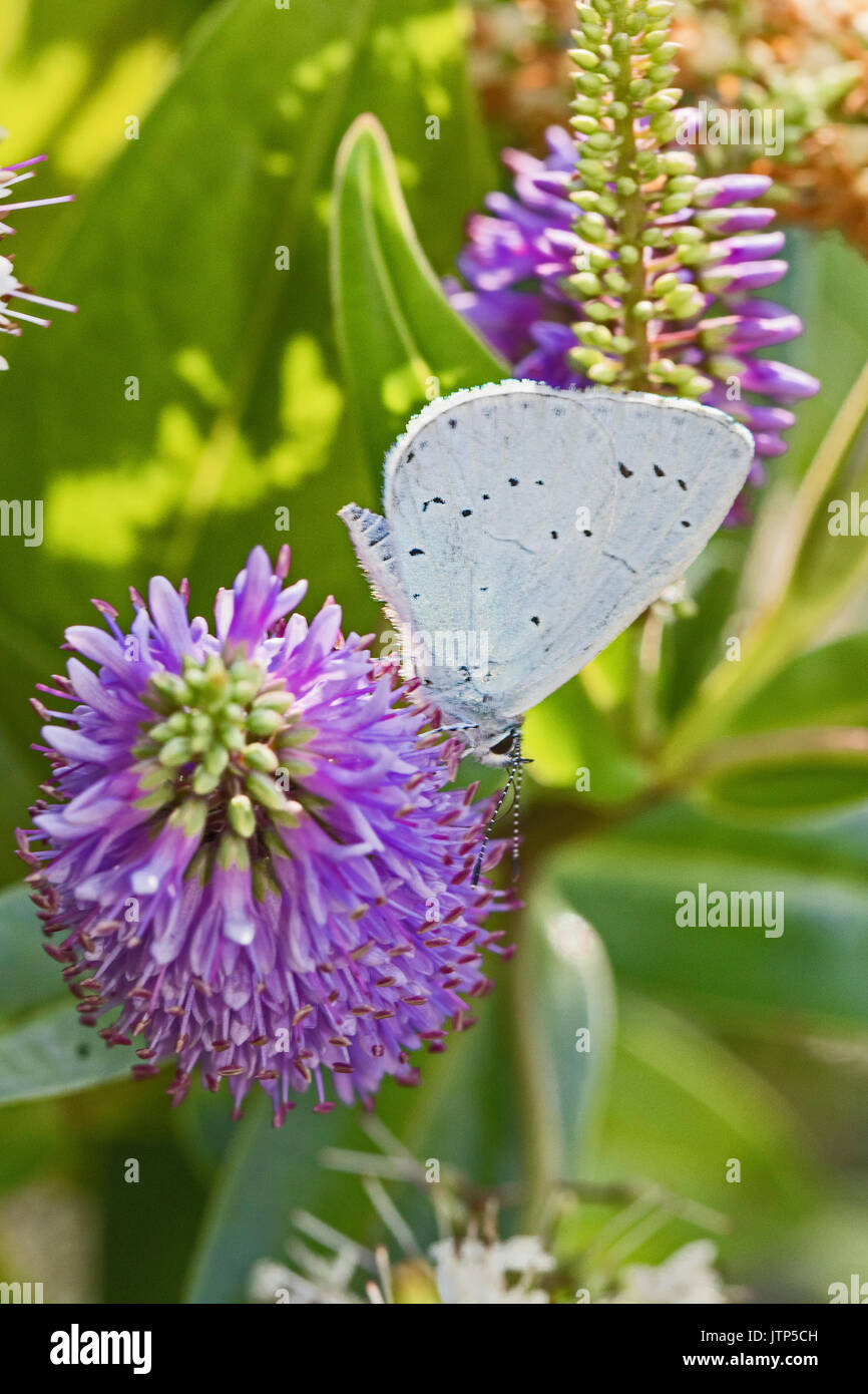 Weibliche Holly Blue Fütterung auf sommerflieder Stockfoto