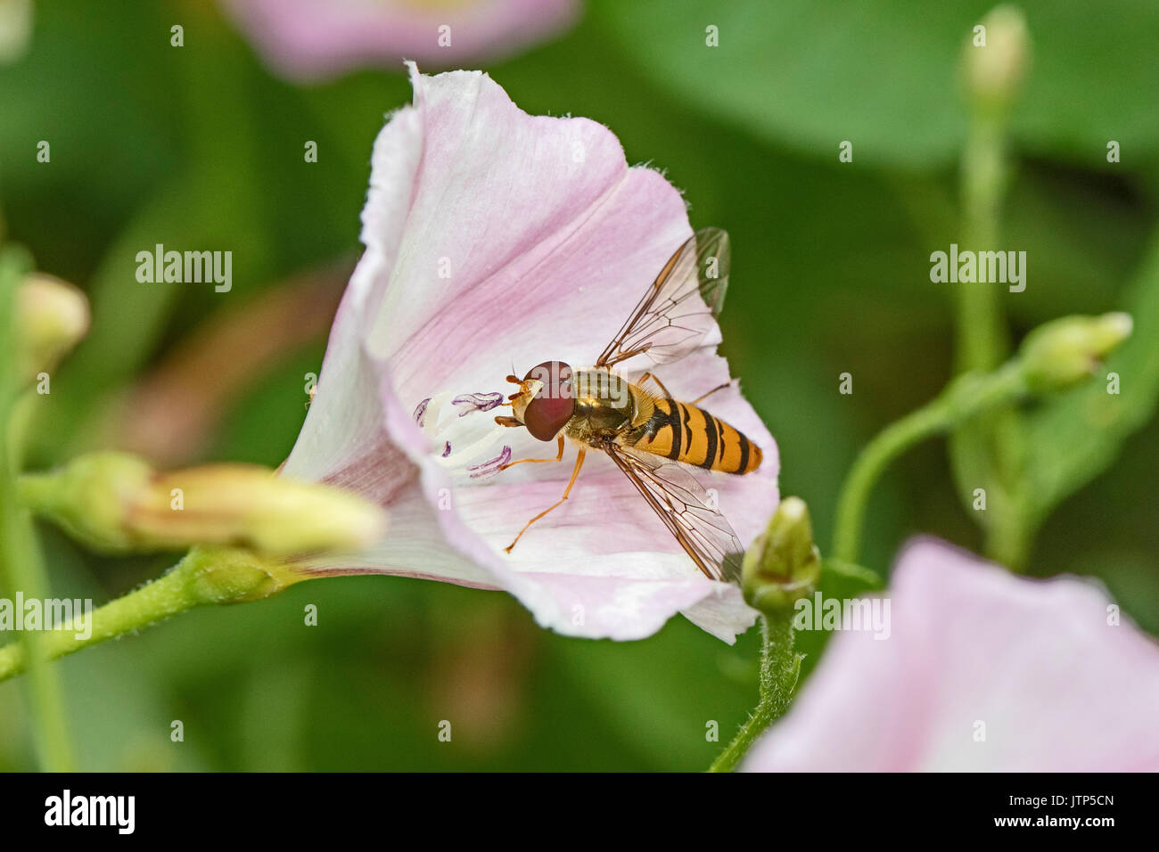 Marmalade Hoverfly Fütterung auf Acker-winde Stockfoto
