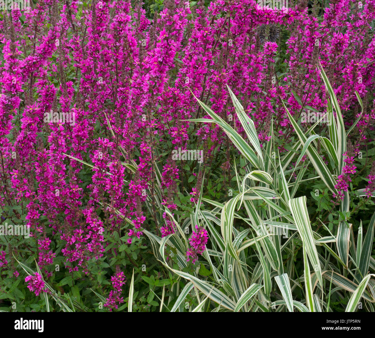 Lythrum officinalis 'Dropmore Purple' mit Ornamental Gras Miscanthus Kabarett Stockfoto