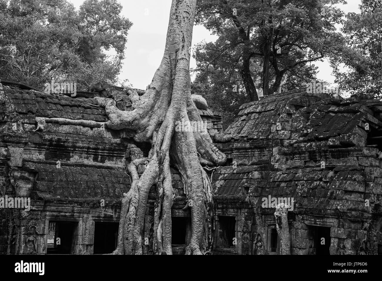 Wurzeln der Tetrameles nudiflora, bekannt als 'Tomb Raider', decken eine Wand der Innenhof, Ta Prohm, Angkor, Siem Reap, Kambodscha: Schwarz/Weiß Stockfoto