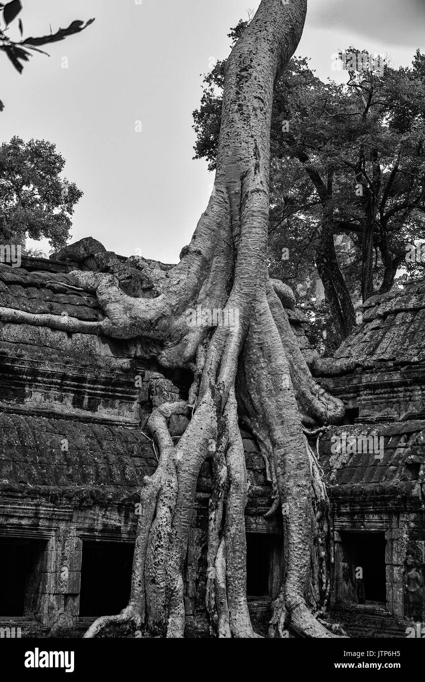 Wurzeln der Tetrameles nudiflora, bekannt als 'Tomb Raider', decken eine Wand der Innenhof, Ta Prohm, Angkor, Siem Reap, Kambodscha: Schwarz/Weiß Stockfoto