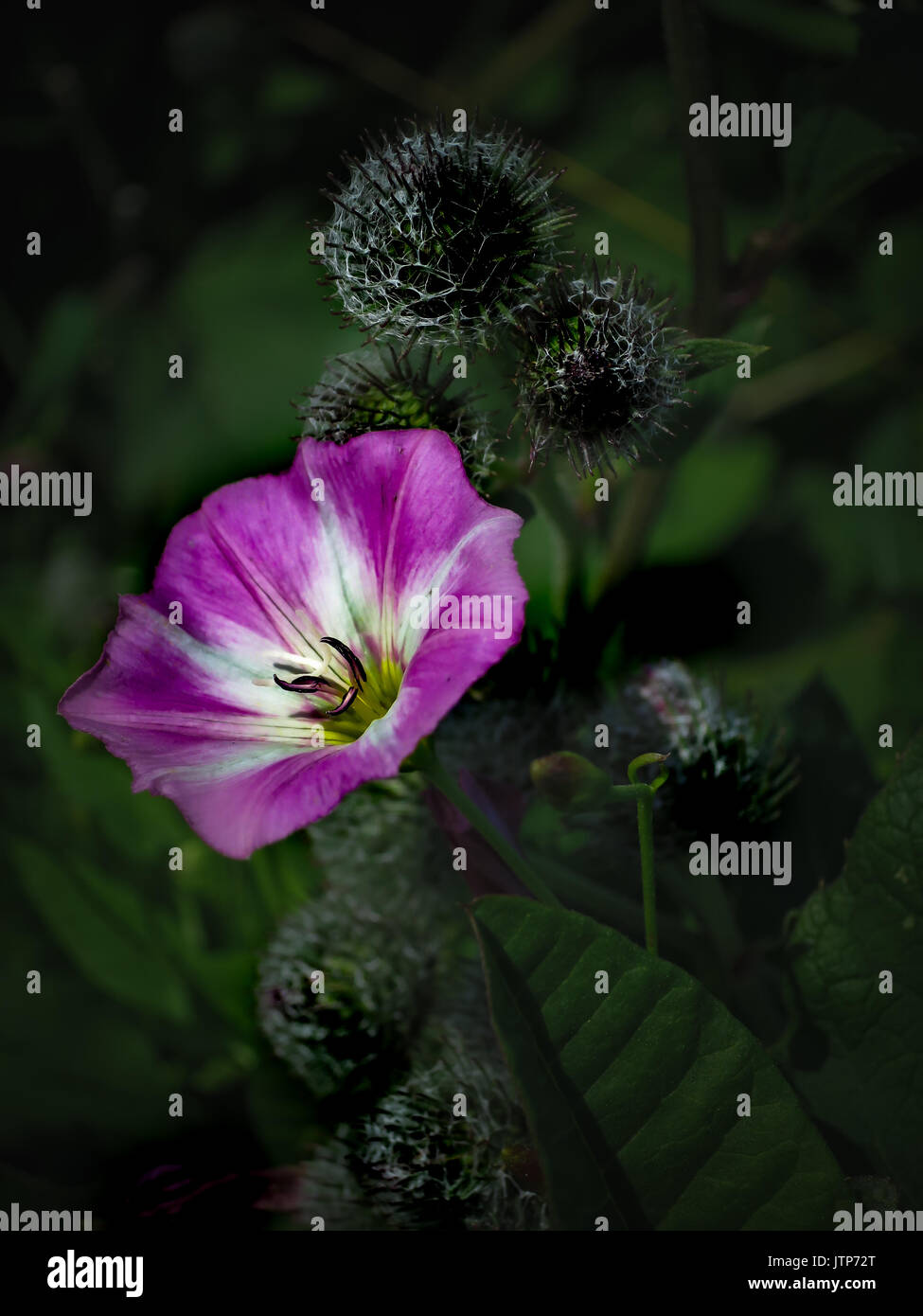Stachelige Blume Stockfoto