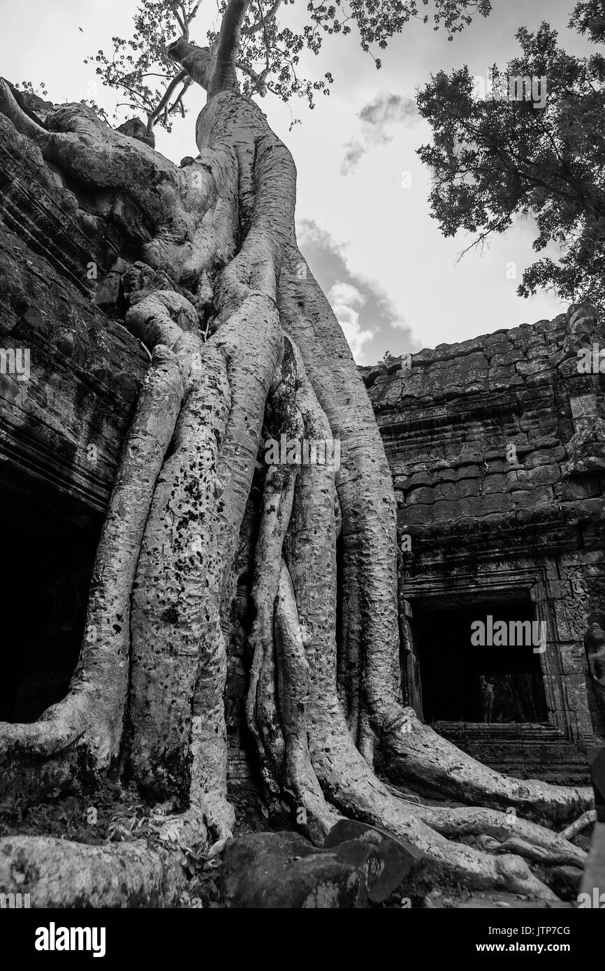 Wurzeln der Tetrameles nudiflora dringen in eine Wand auf den Innenhof, Ta Prohm, Angkor, Siem Reap, Kambodscha: Schwarz und Weiss Stockfoto
