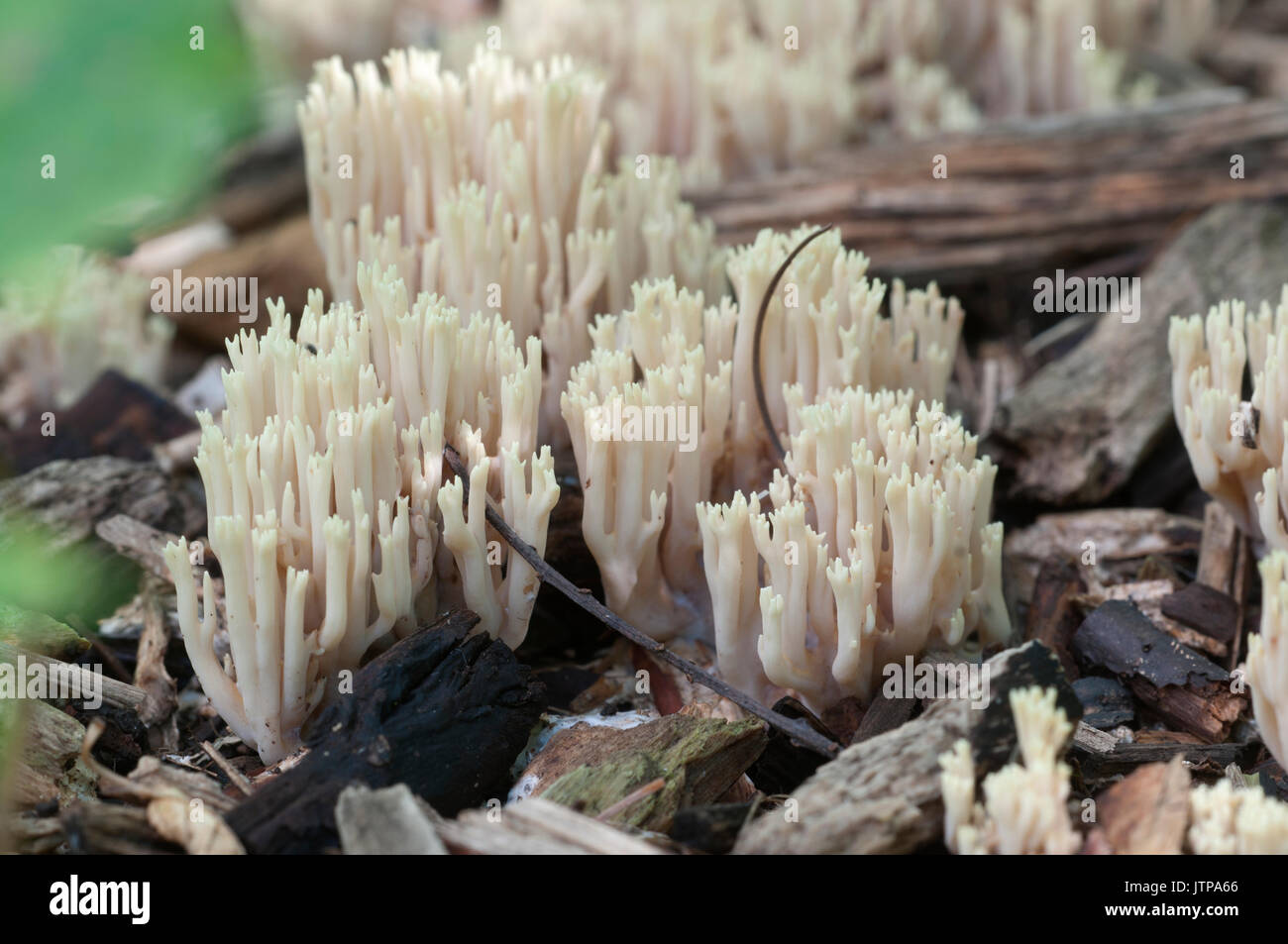 Ramaria stricta Pilze auf ein alter Baumstumpf Stockfoto