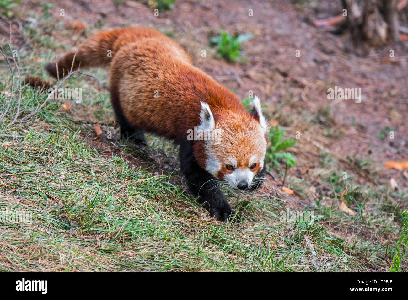 Red Panda/Lesser Panda (Ailurus fulgens) native auf den östlichen Himalaya und im südwestlichen China Stockfoto