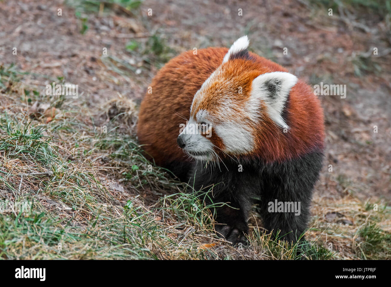 Red Panda/Lesser Panda (Ailurus fulgens) native auf den östlichen Himalaya und im südwestlichen China Stockfoto