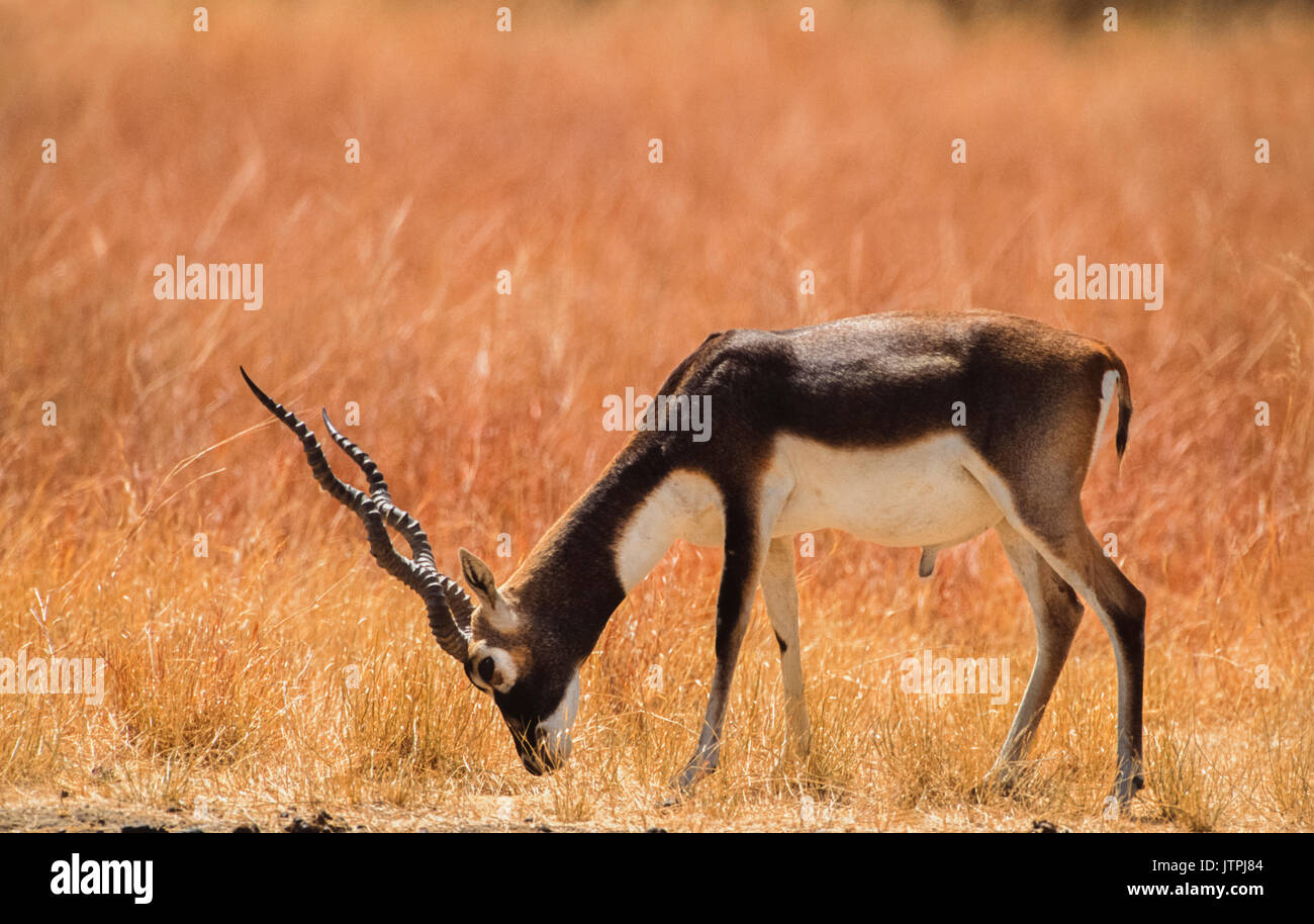 Männliche indische Hirschziegenantilope, auch als hirschziegenantilope oder indische Antilope, (Antilope cervicapra), hirschziegenantilope Nationalpark, Velavadar, Gujarat, Indien Stockfoto