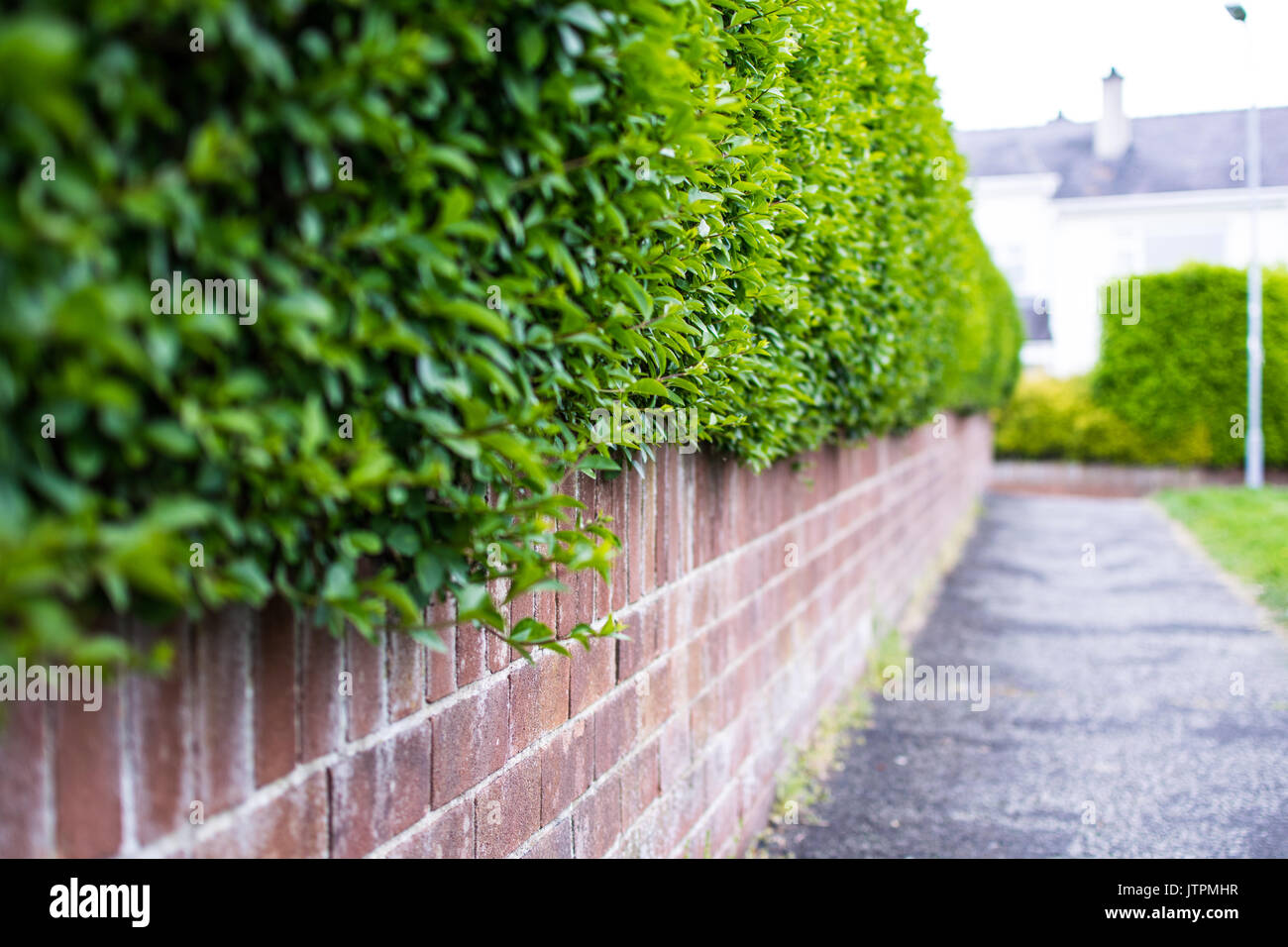 Ein Garten Hecke einen Pfad mit einer gemauerten Wand unter Stockfoto