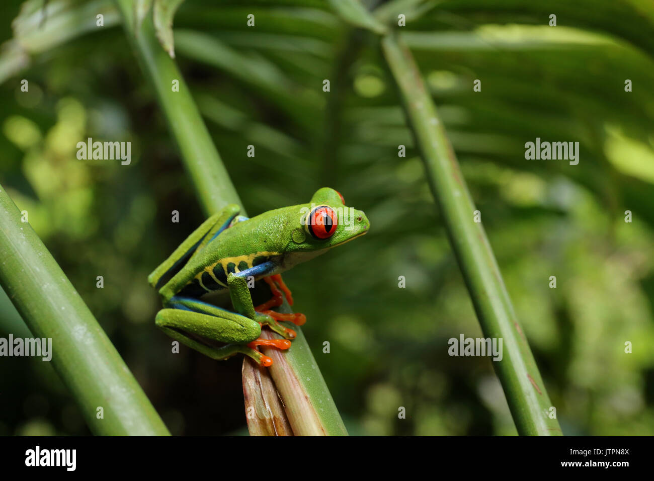 Red Eyed Tree Frog oder gaudy Blatt Frosch oder agalychnis callidryas eine kletternde hylid in tropischen Regenwäldern in Zentralamerika in Panama und Costa Stockfoto