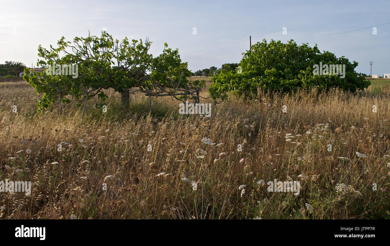 Feigenbäume in La Mola Landschaft auf Formentera (Balearen, Inseln) Stockfoto