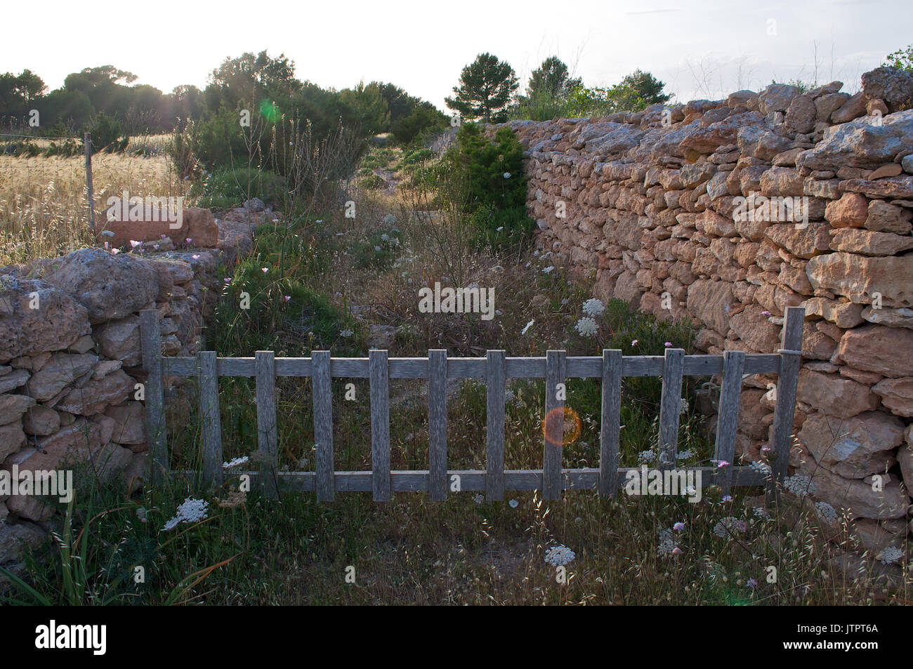 Ein altes Holz Zaun schließt einen Track gemacht mit traditionellen Steinmauern im La Mola (Formentera, Balearen, Spanien) Stockfoto