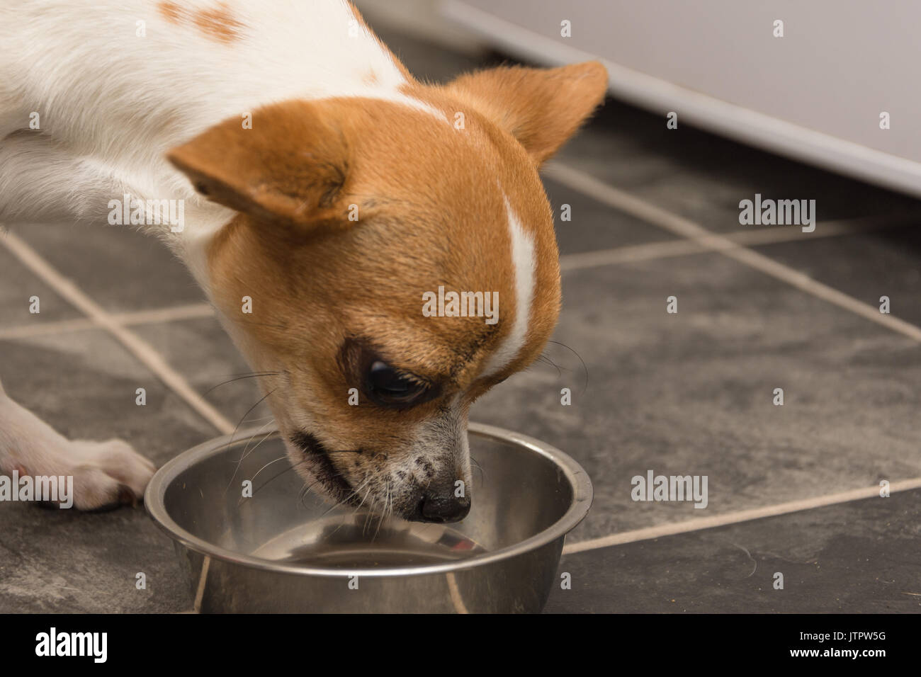 Kleines süßes Tan und weiß Chihuahua Welpe Hund essen Hundekekse aus Ihrem Hund Schüssel auf dem Küchenboden Stockfoto