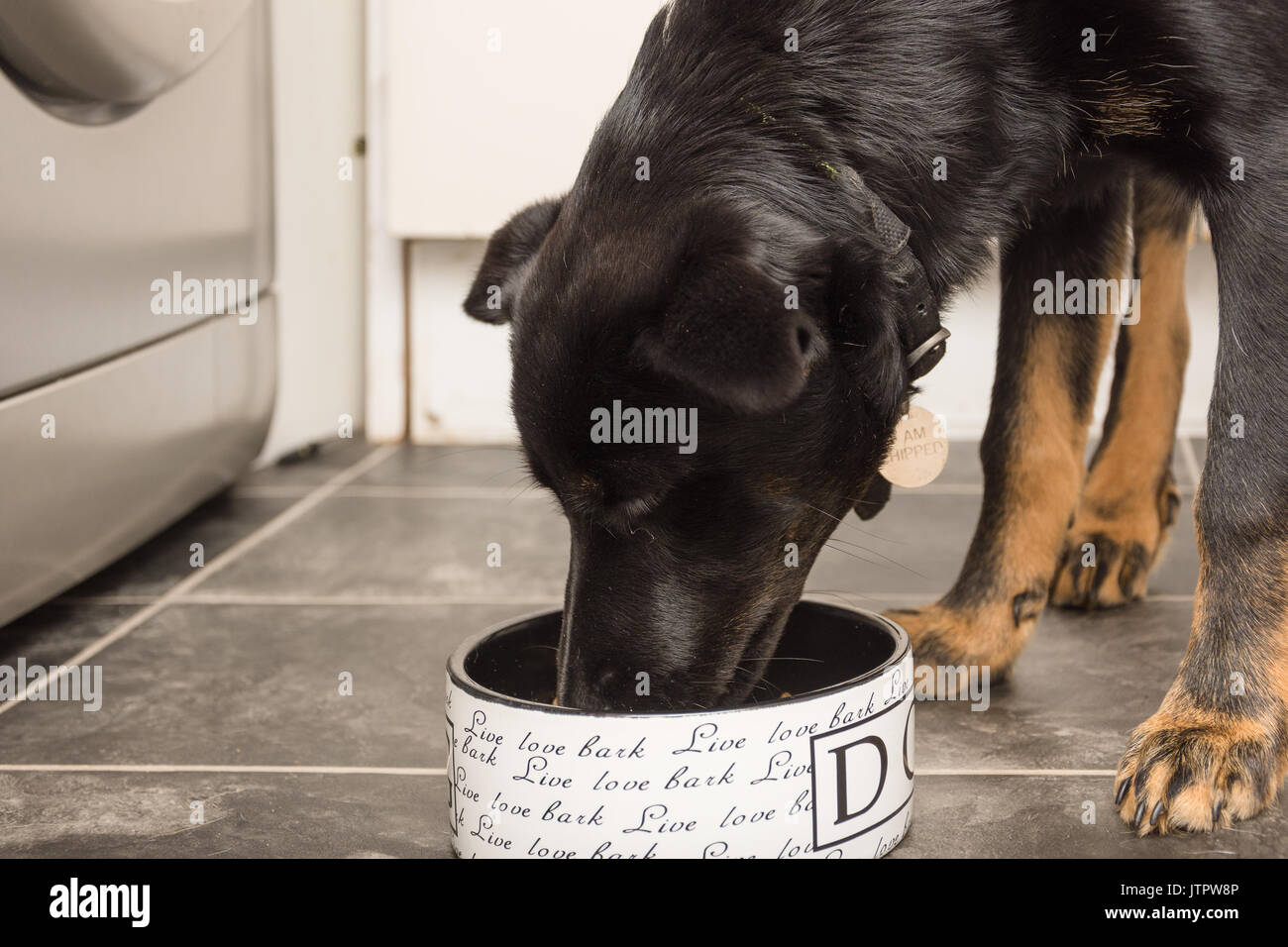 Schwarz und Braun deutscher Schäferhund Essen vom Hund Schüssel in die Küche Stockfoto