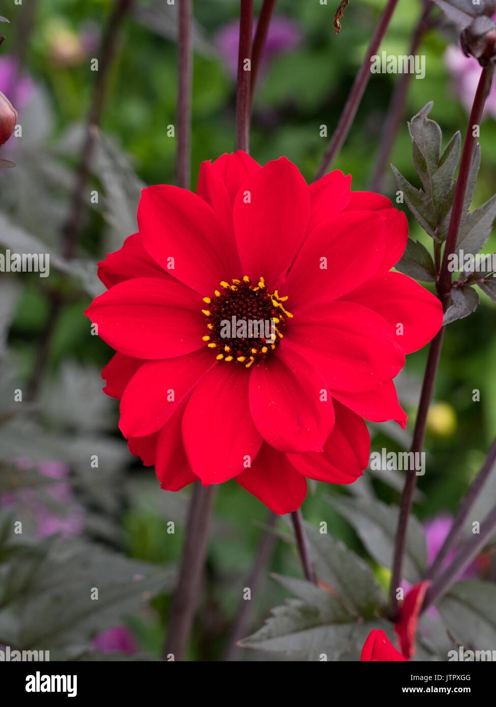 Dahlie 'Bischof von Llandaff' Stockfoto