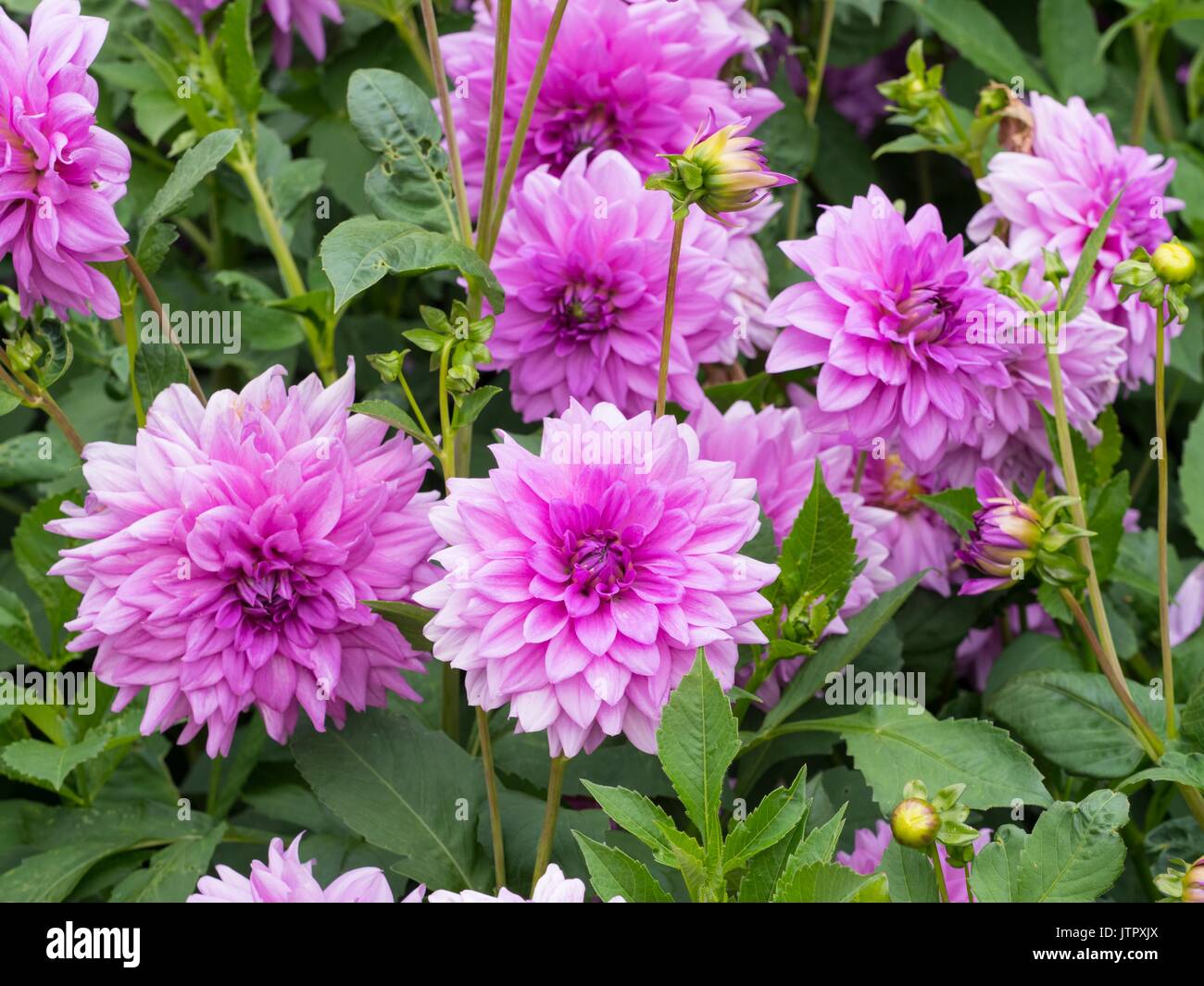 Dahlie 'Lilac Time' Stockfoto