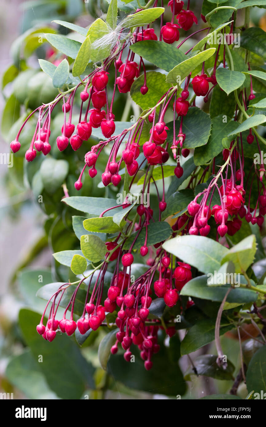 Red August Knospen und Blüten der Hälfte - Hardy chilenischen Kletterer, Lapageria rosea Stockfoto