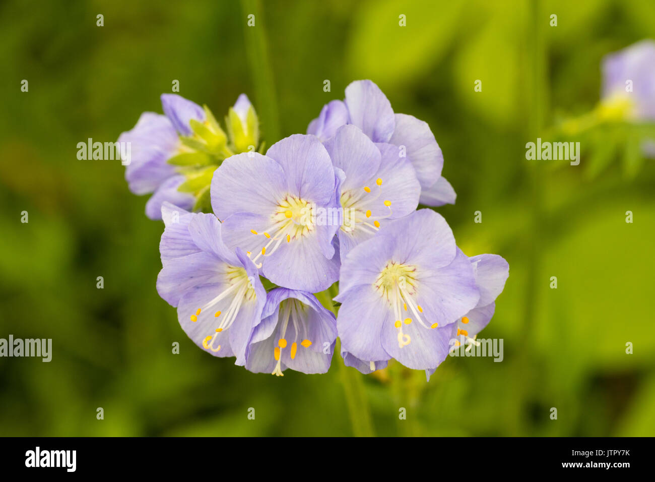 Pale Blue Sommer blumen Der winterharte Staude, Polemonium 'Northern Lights' Stockfoto