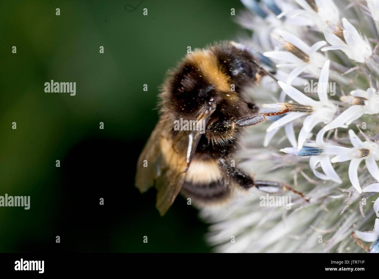 Bienen in der Wilden Stockfoto