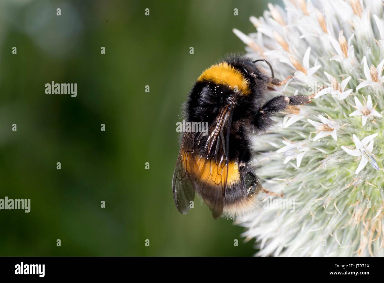 Bienen in der Wilden Stockfoto