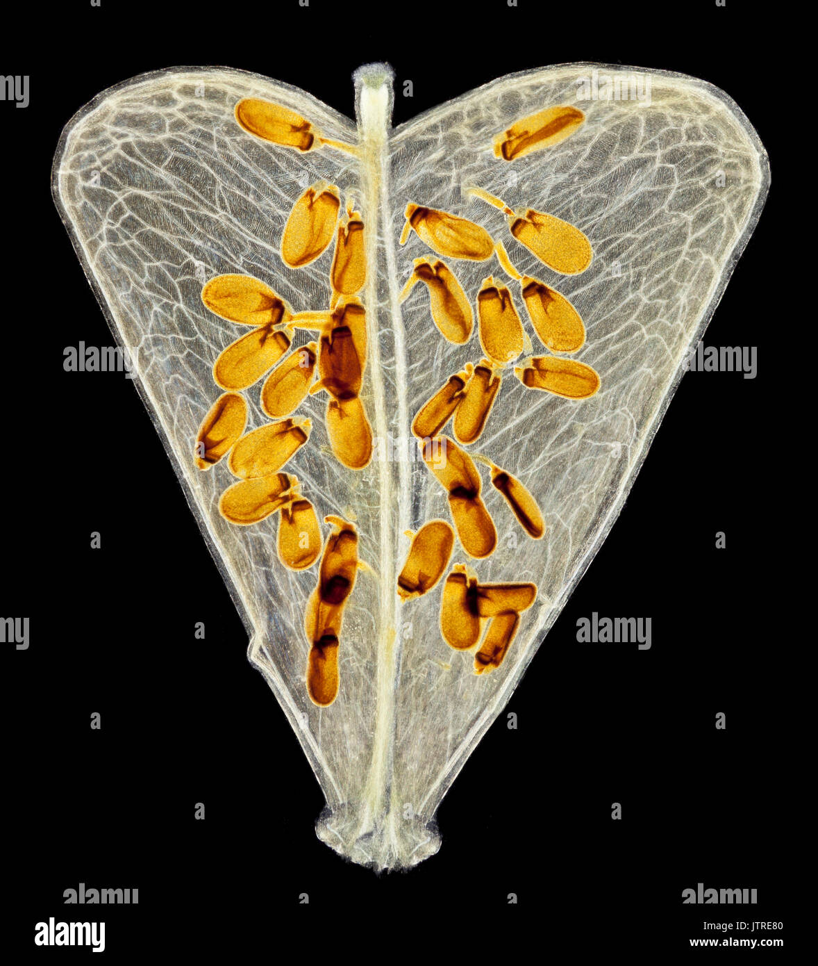 Hirten Geldbeutel seed Pod mit Samen, Capsella bursa-pastoris, schwarzer Hintergrund Stockfoto
