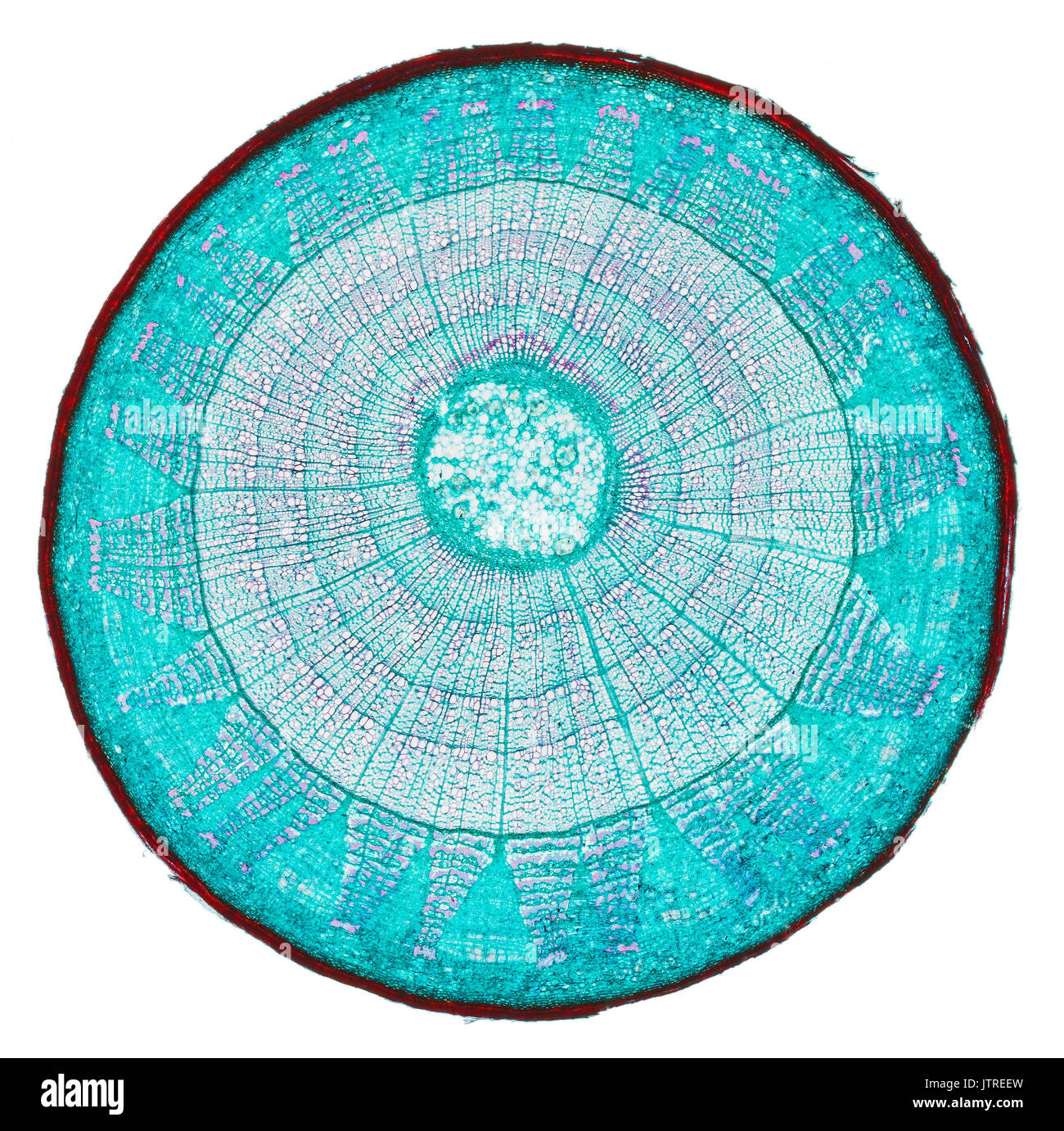 Lime Tree alten Stammzellen, Tilia, TS Hellfeld photomicrograph Stockfoto