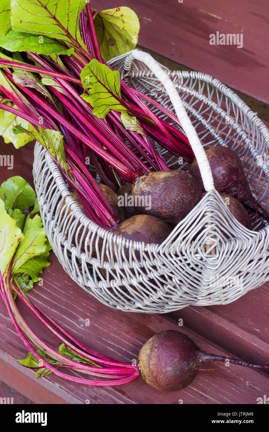 Korb mit frisch geerntete Rote Bete, rote Rüben mit Blättern, die auf der Richtbank Stockfoto