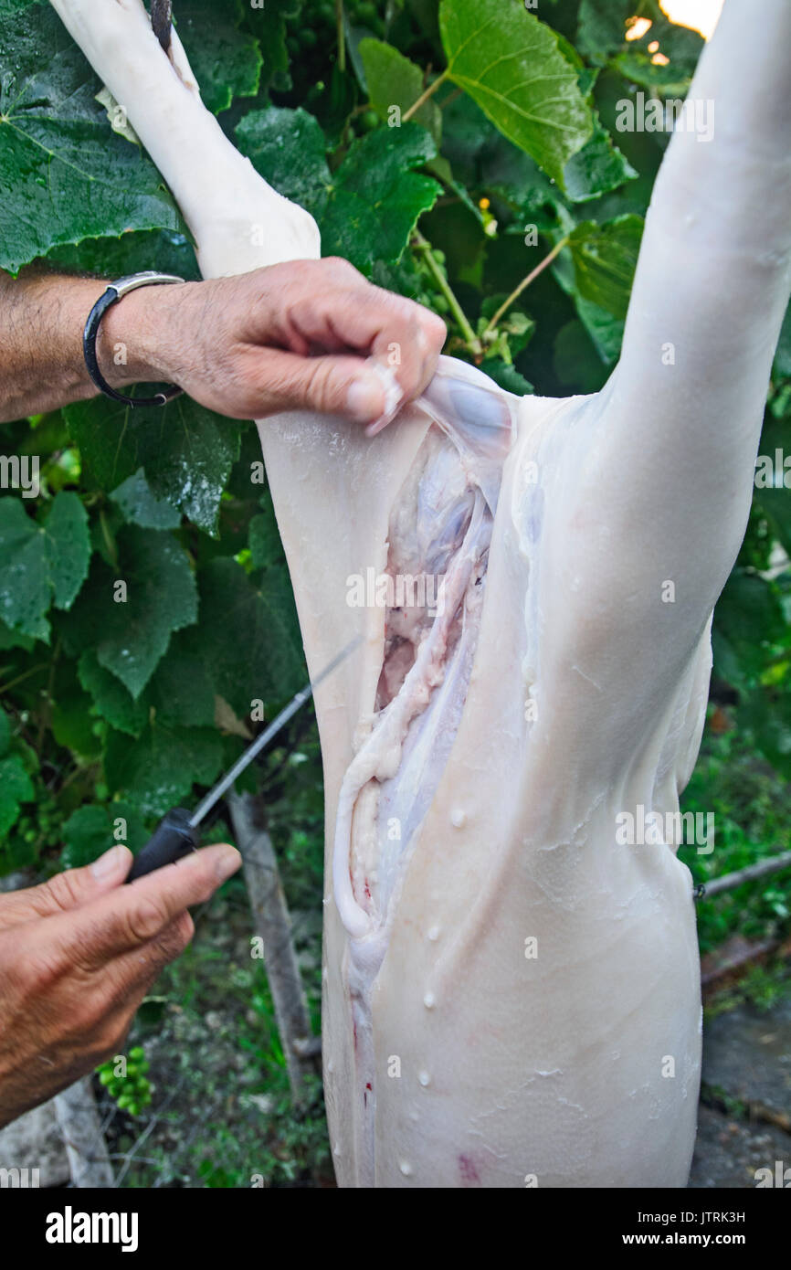 Bearbeitung von einem geschlachteten Schwein, die für den Verkauf vorbereitet wird. Stockfoto