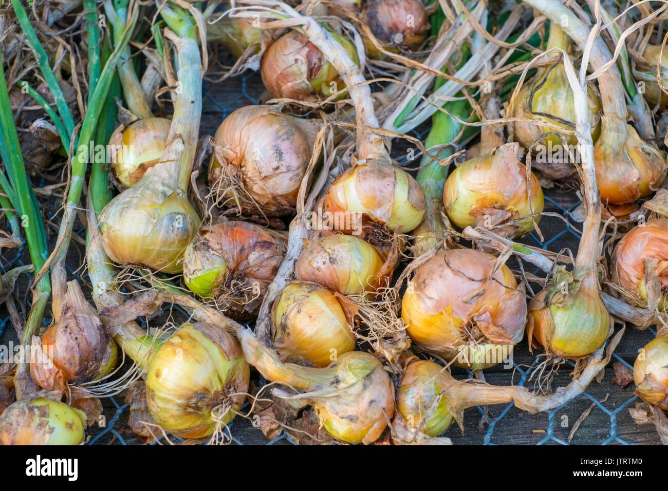 Schalotten, Allium cepa, "Golden Goumet'. Stockfoto