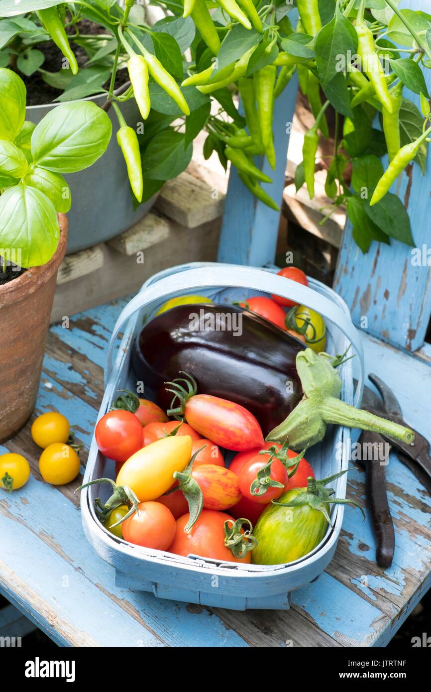 Aubergine (Urtica); Aubergine; F1 Hybride, trug mit Tomaten Stockfoto