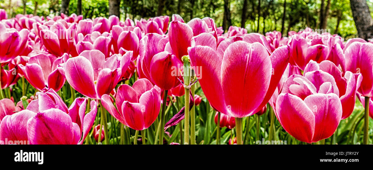 Feld mit roten Tulpen öffnen, so weit das Auge sehen kann Stockfoto