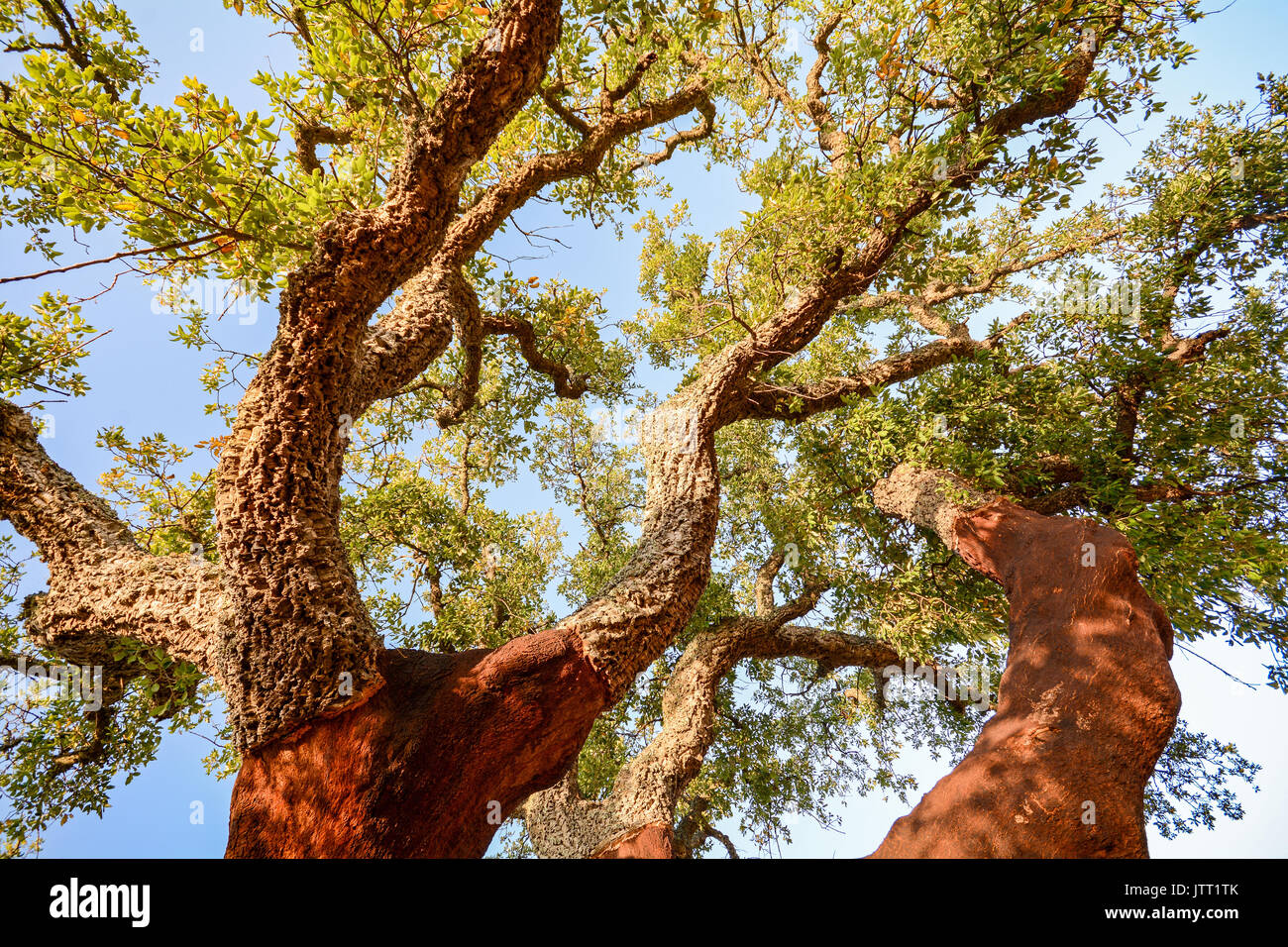 Geerntet Stamm einer alten Korkeiche (Quercus suber) in der Abendsonne, Alentejo Portugal Europa Stockfoto